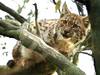 La consanguinité menace la survie du lynx en France