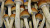 Nouvelle-Zélande: feu vert à l'usage médical des champignons hallucinogènes