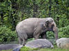 L'éléphante Happy n'est pas une personne, dit la justice américaine