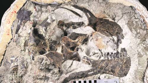 Une équipe suisse découvre un rare crâne de jeune dinosaure