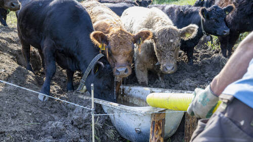 Près d'un tiers de vaches abattues en plus en juin et juillet
