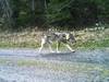 Le loup grison M237 sans doute abattu en Hongrie après son périple