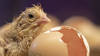 Ouverture de la 40e édition de l'exposition "Poussins" à Fribourg