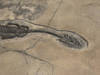 Nouvelle espèce de saurien marin fossile trouvée dans les Grisons