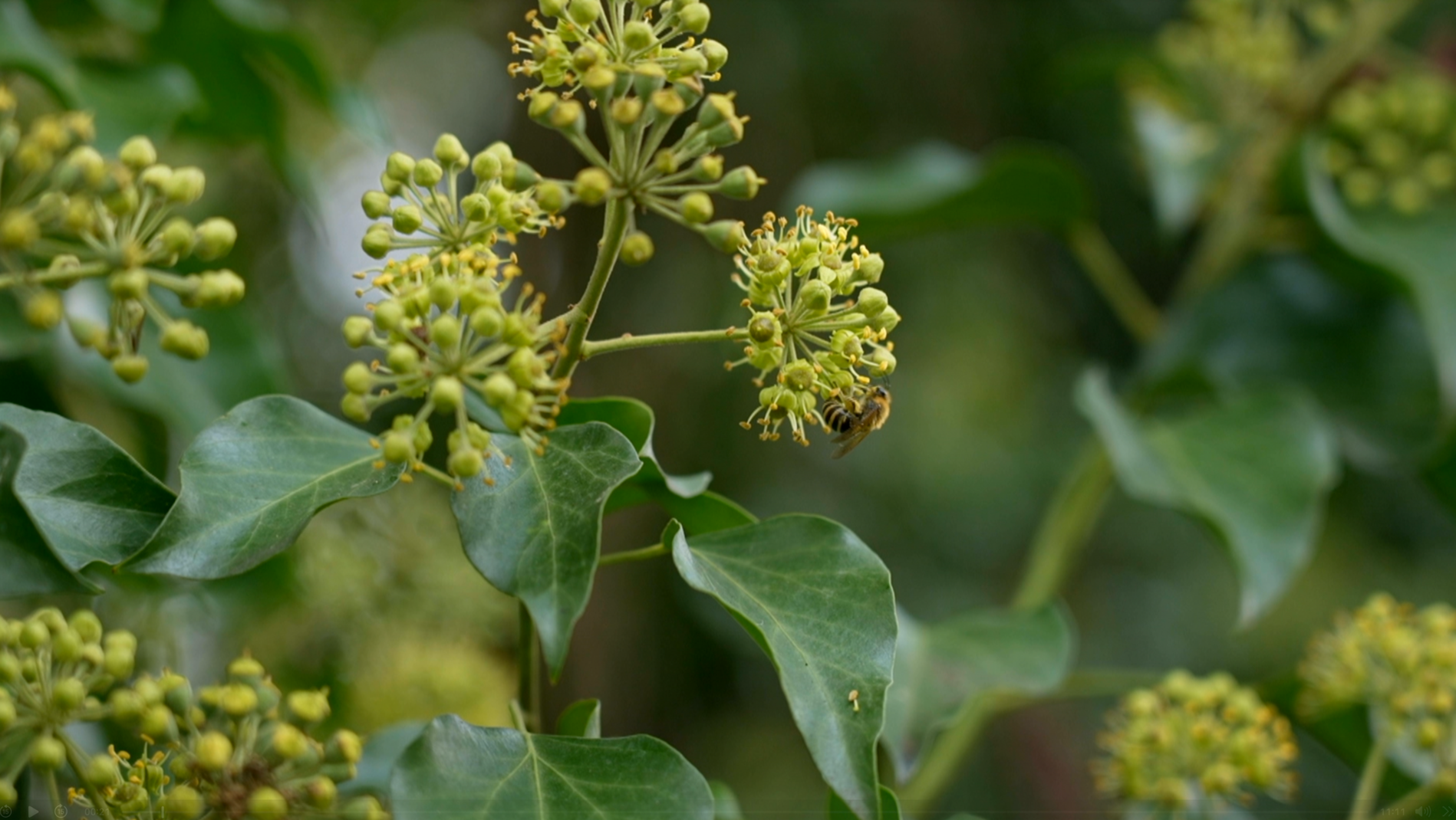 Genève Grandeur Nature