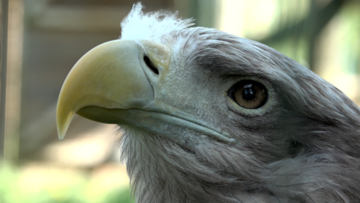 video La réforme des cours de santé sexuelle fait grincer des dents