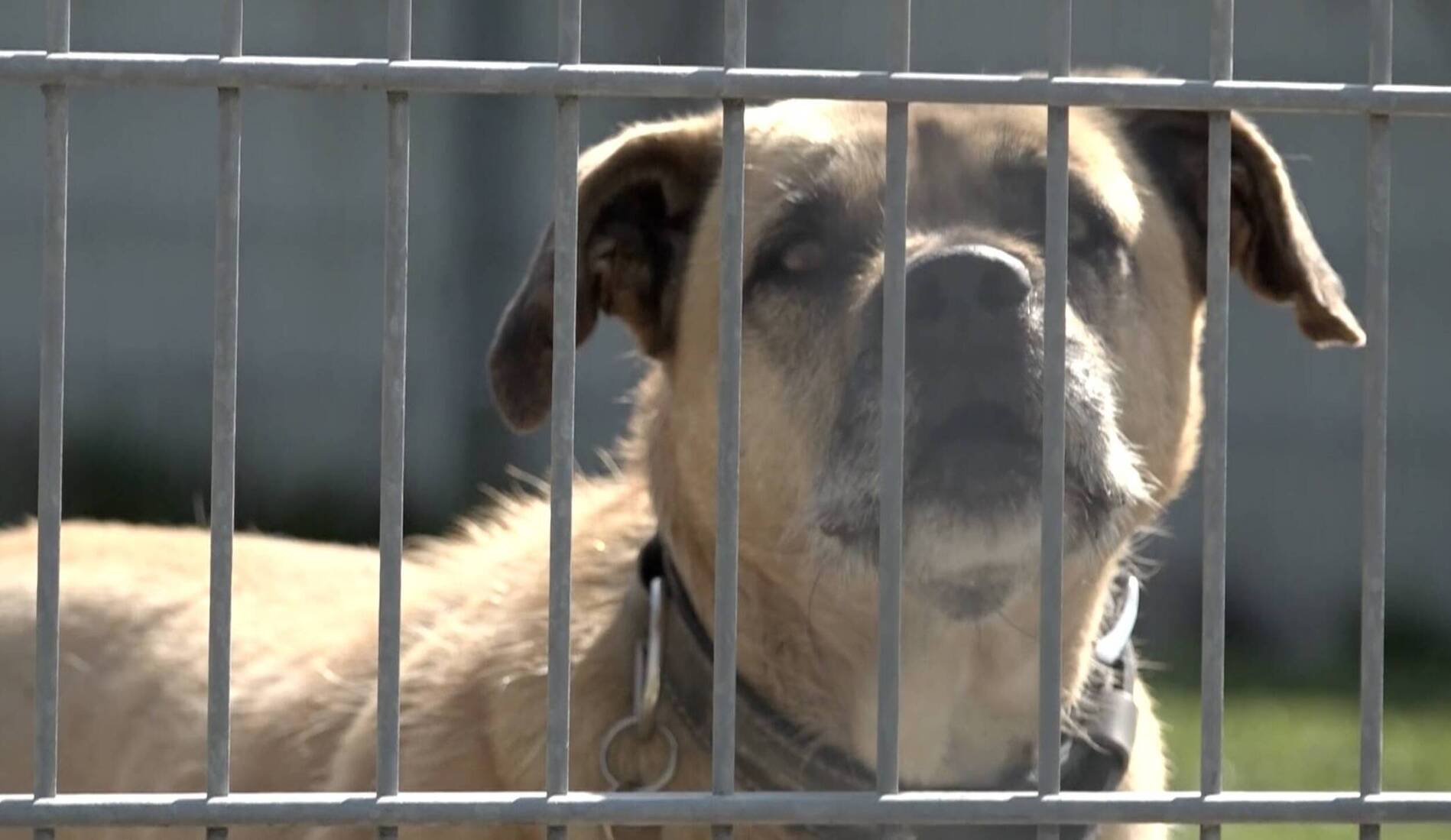 Tout juste licenciés, des ex-employés de la SPA brisent le silence sur l’état du refuge