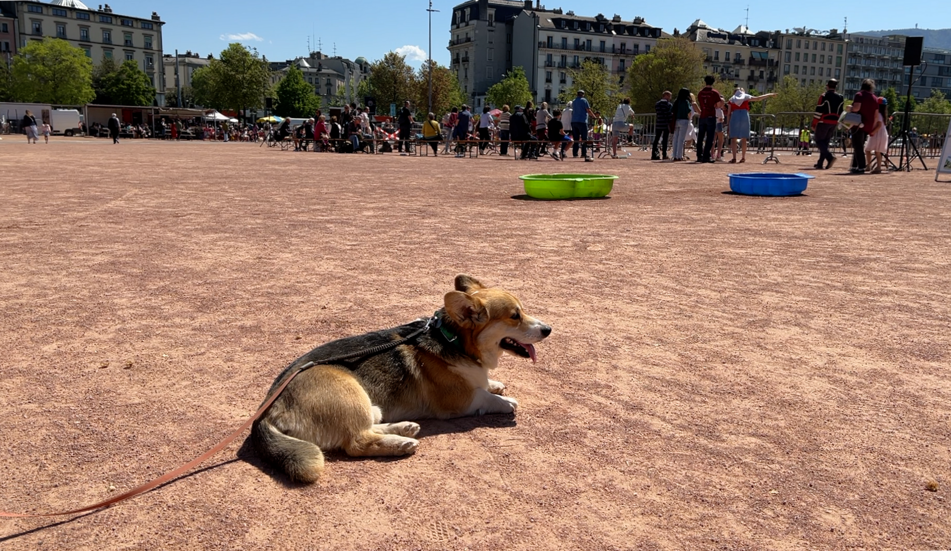 Les chiens à la fête sur la plaine de Plainpalais