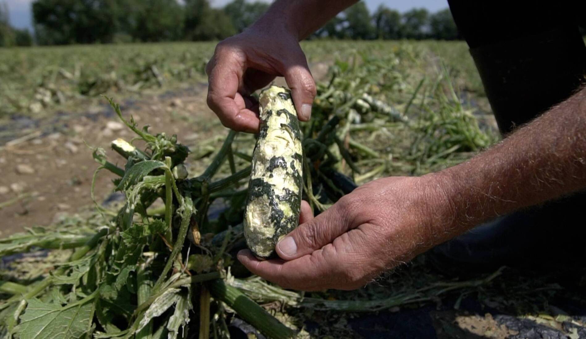 Grêle: des récoltes anéanties dans le sud du canton