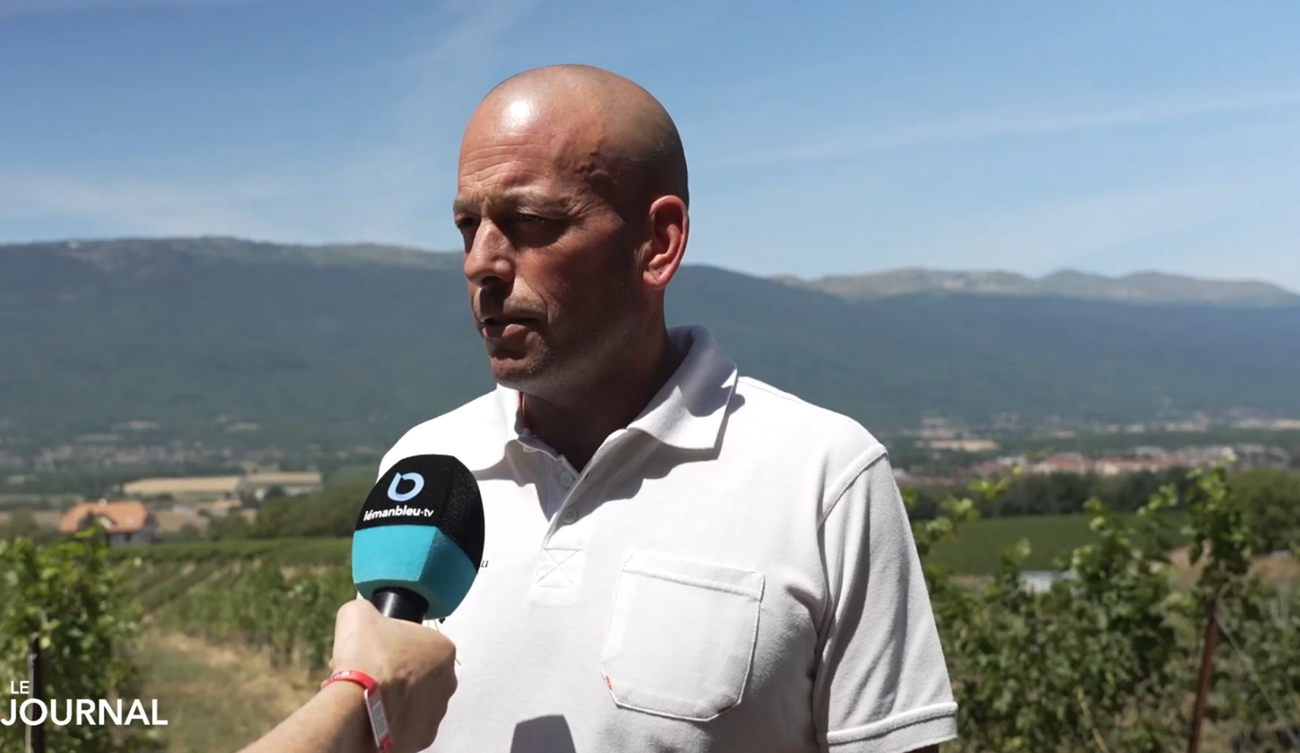 Les vignerons genevois alertent: «Des parcelles seront abandonnées dès cette année»
