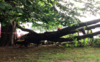 Un arbre s'effondre au jardin anglais
