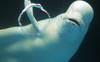 Une vlogueuse mange un grand requin blanc, la police enquête