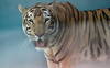 Un dresseur condamné pour maltraitances: ses tigres retirés