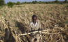 La Zambie demande plus de 900 millions face à la sécheresse