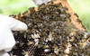 Davantage de colonies d'abeilles - moins d'apiculteurs
