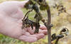 Le gel d'avril a grillé la vigne dans le Chablais et à Genève
