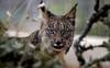 Le nombre de lynx ibériques, une espèce menacée, a doublé