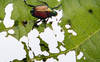 Les deux Bâles agissent contre des foyers de scarabées japonais