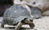 Trois espèces de tortues menacées sont arrivées au zoo de Zurich