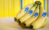 Panama: Chiquita annonce des licenciements liés à la grève