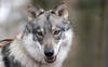 La croissance de la population de loups a pu être freinée en Suisse