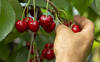 Près de 2400 tonnes de cerises vont être récoltées en Suisse