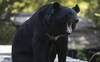 Un ours force à l'annulation de vols au Japon