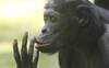 Le rire rend les bonobos optimistes