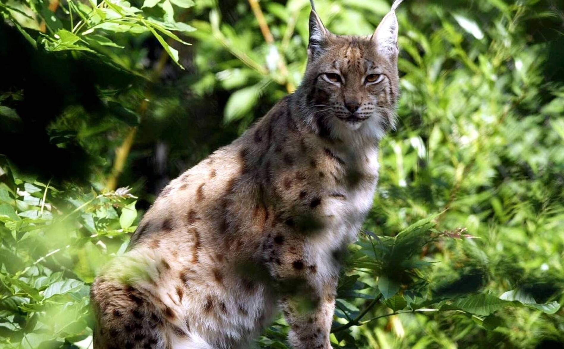 Neuchâtel: le lynx tiré était gravement malade