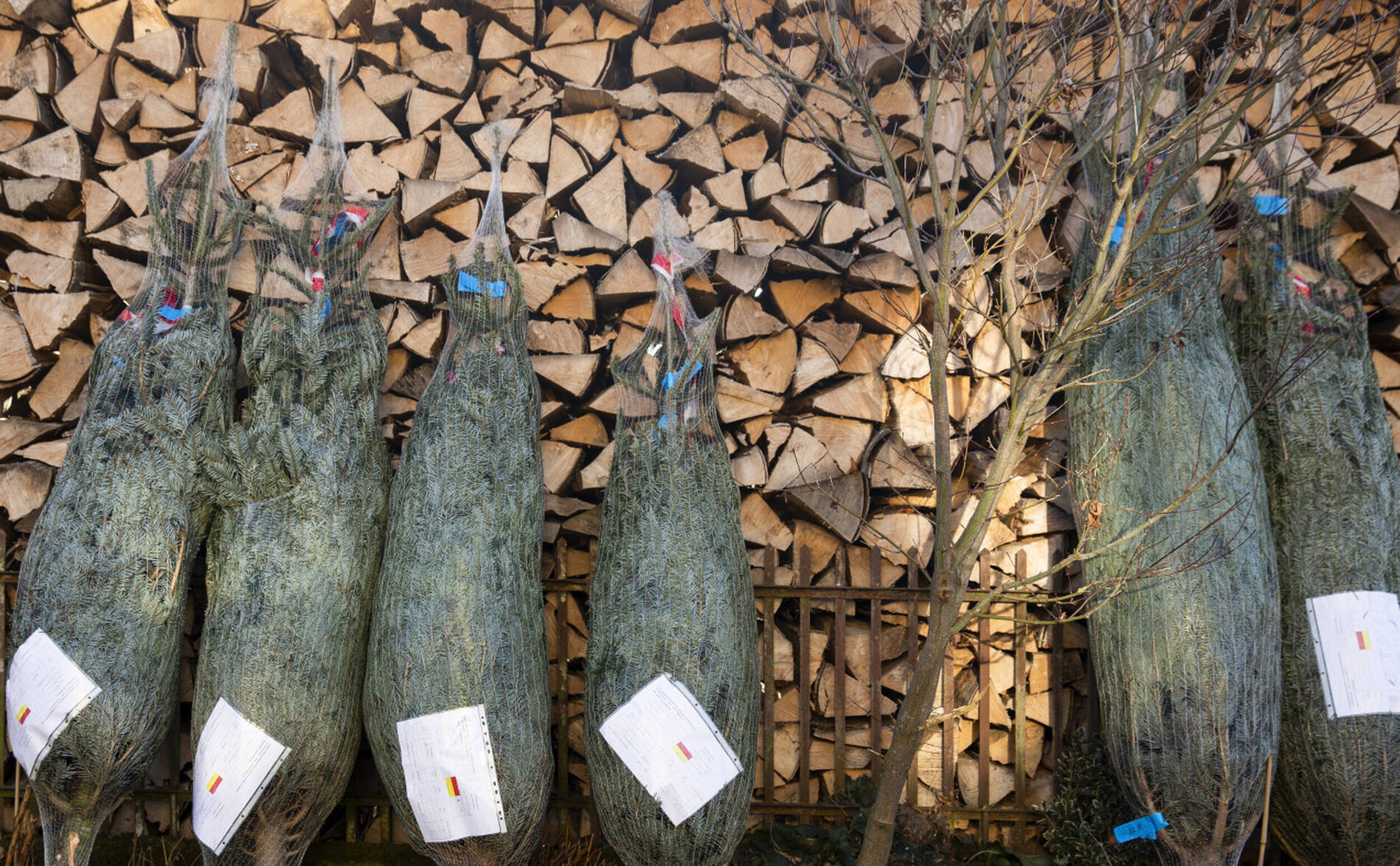 Les sapins de Noël coûteront un peu plus cher cette année
