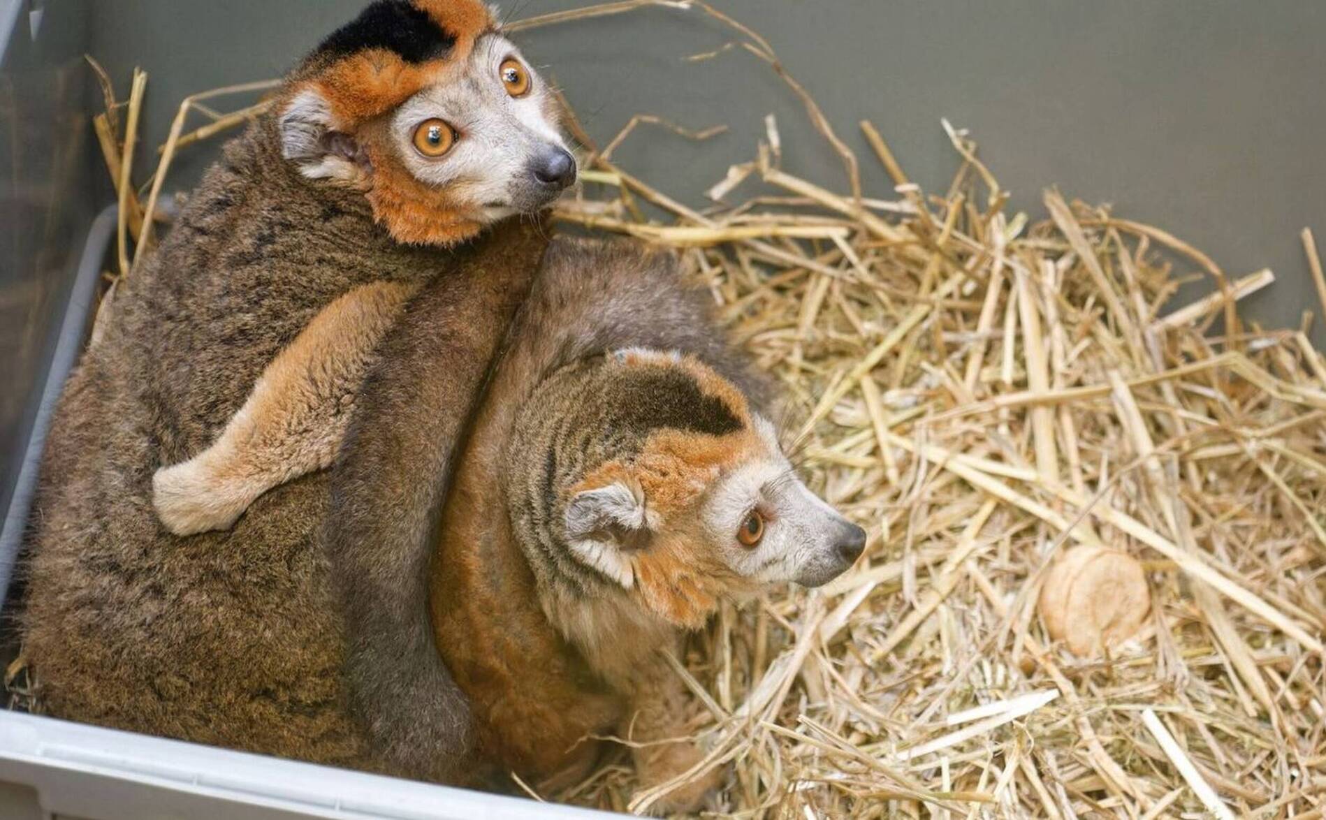 Le zoo de Servion reçoit deux lémurs couronnés, uniques en Suisse