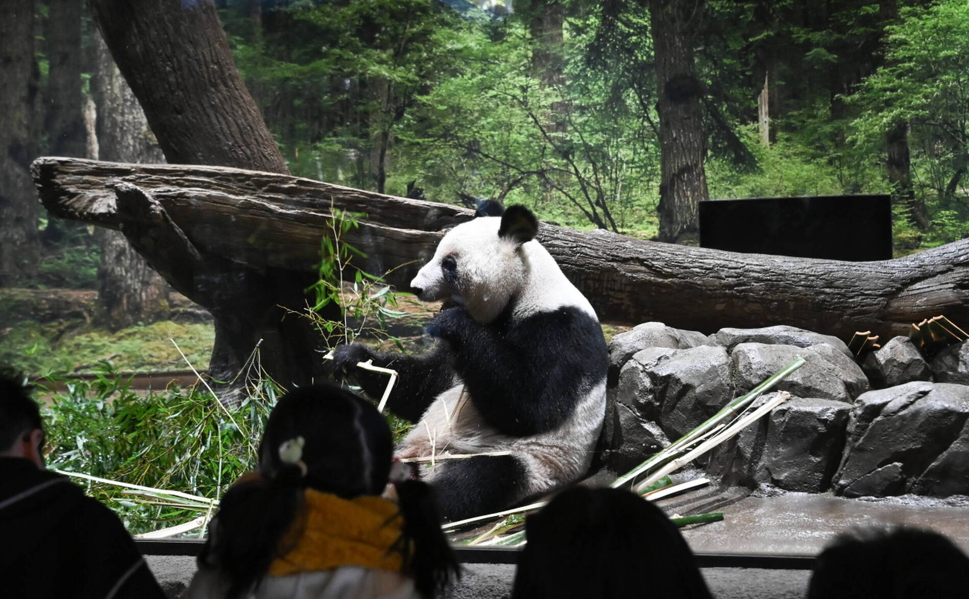 A Tokyo, des admirateurs font leurs adieux aux deux pandas