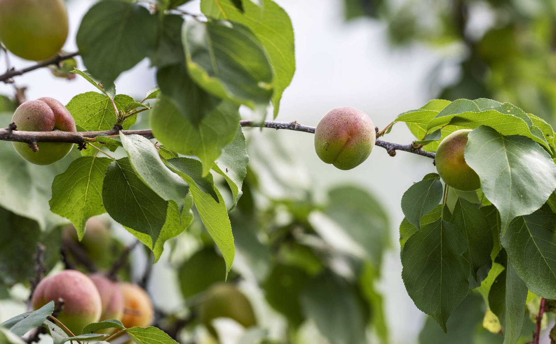 Présence élevée de résidus de pesticides sur des fruits en 2024