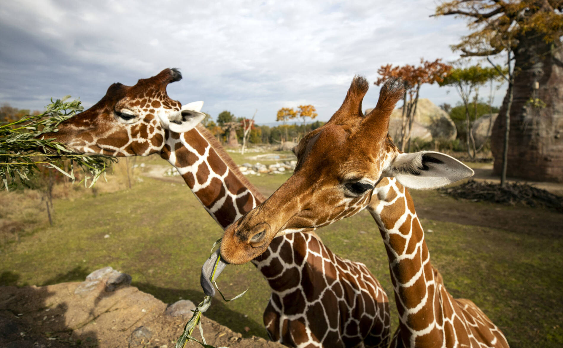 Arrivé en octobre, le mâle des girafes du zoo de Zurich euthanasié