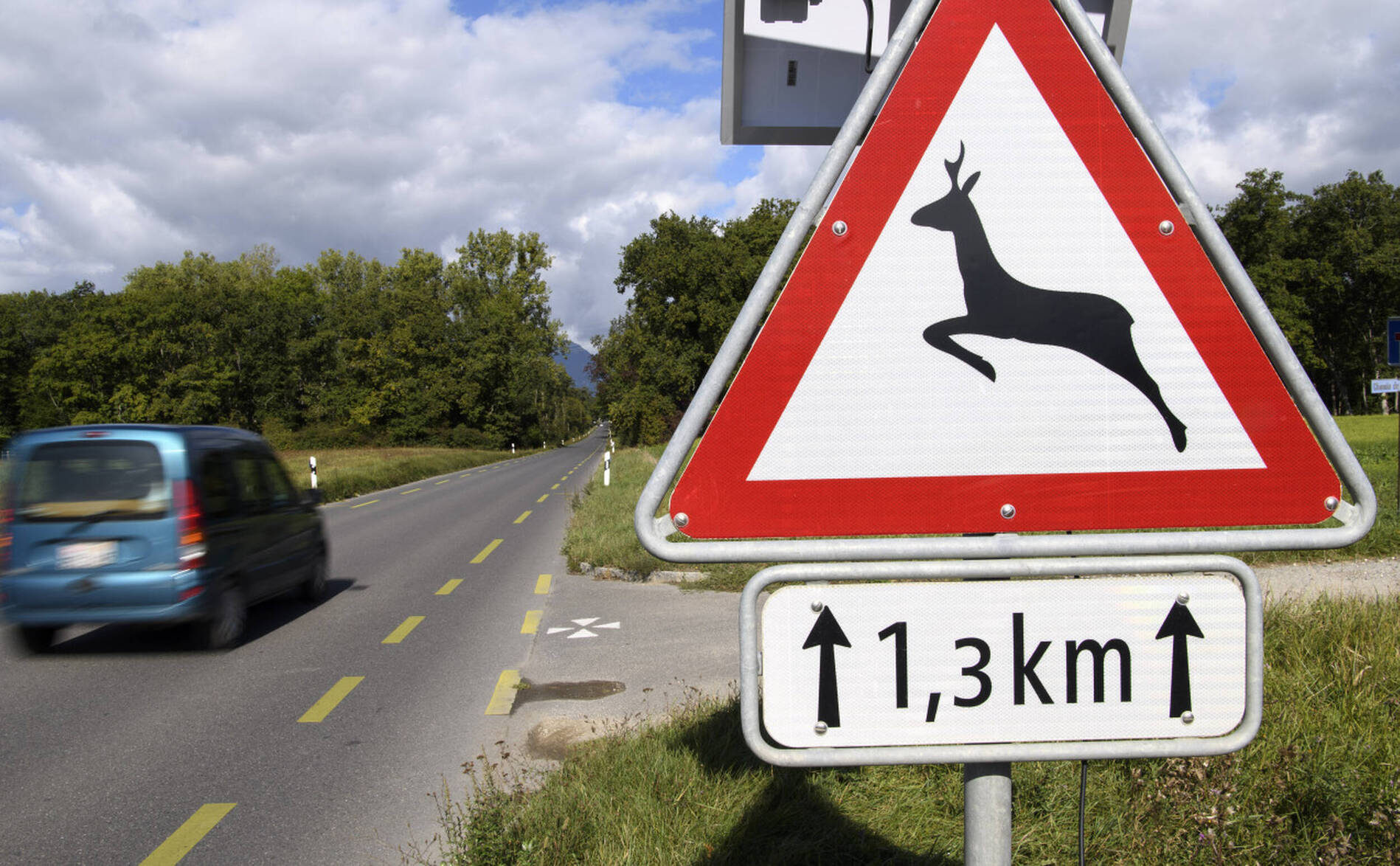 Le canton reconduit les tirs de régulation des cerfs