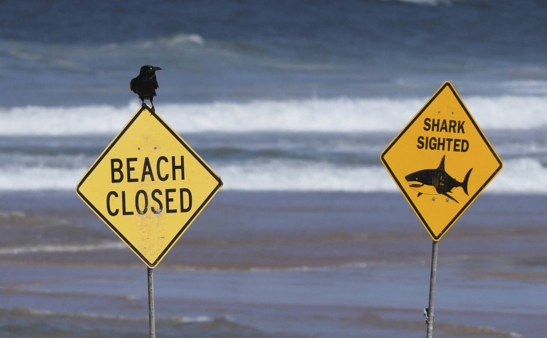 Sydney: une nageuse, mordue par un requin, dans un état critique