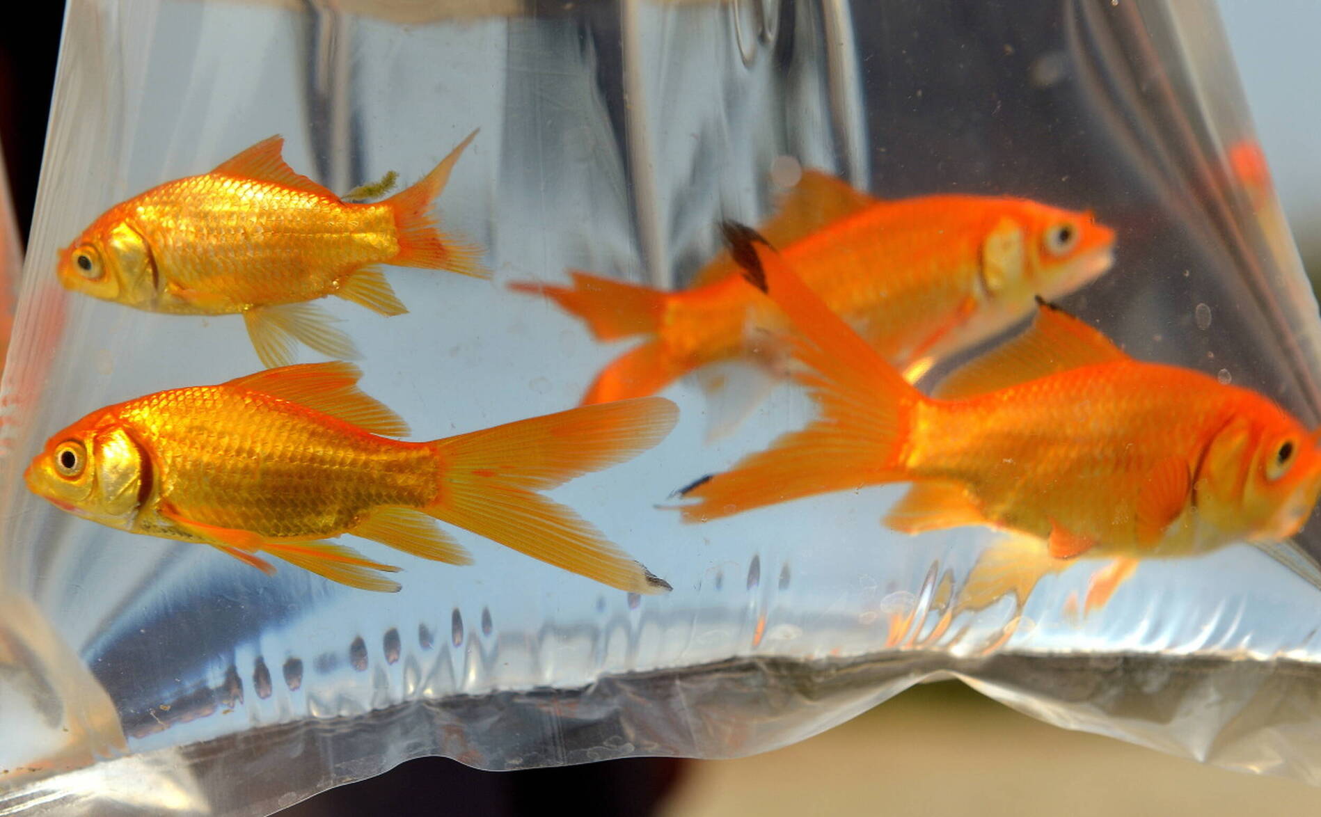 Dans la nature, les poissons rouges peuvent s'avérer destructeurs
