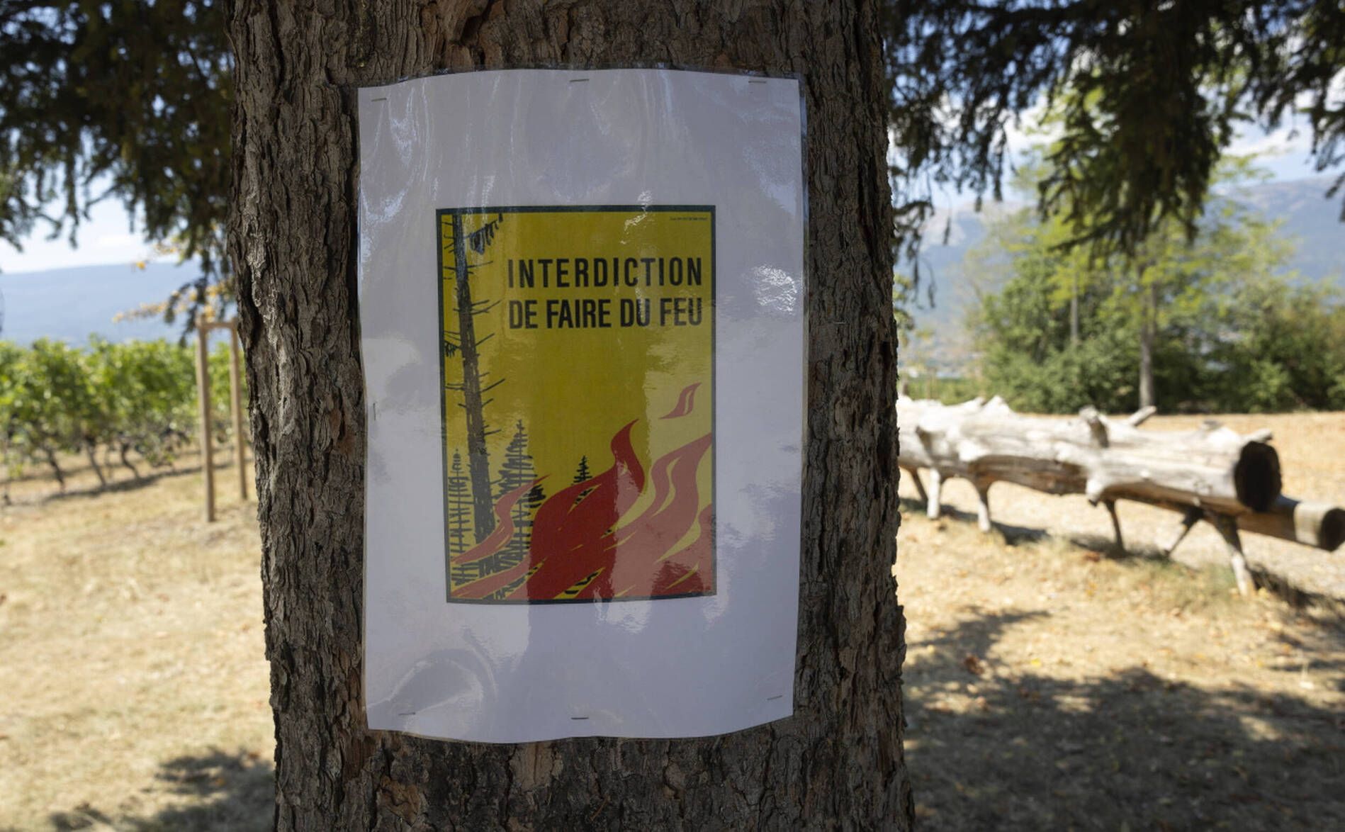 Genève interdit totalement les feux en forêt