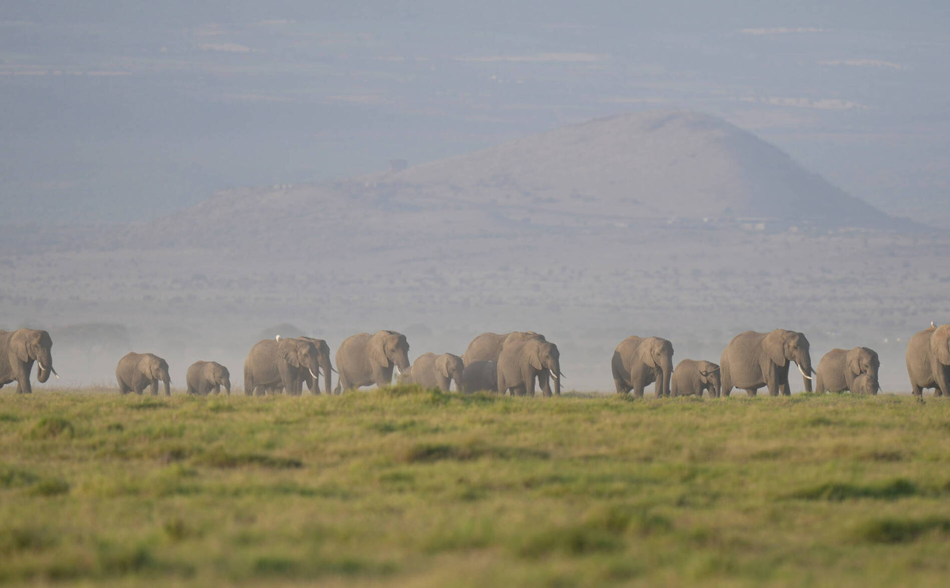Le Kenya enquête sur la mort de 15 éléphants en un mois