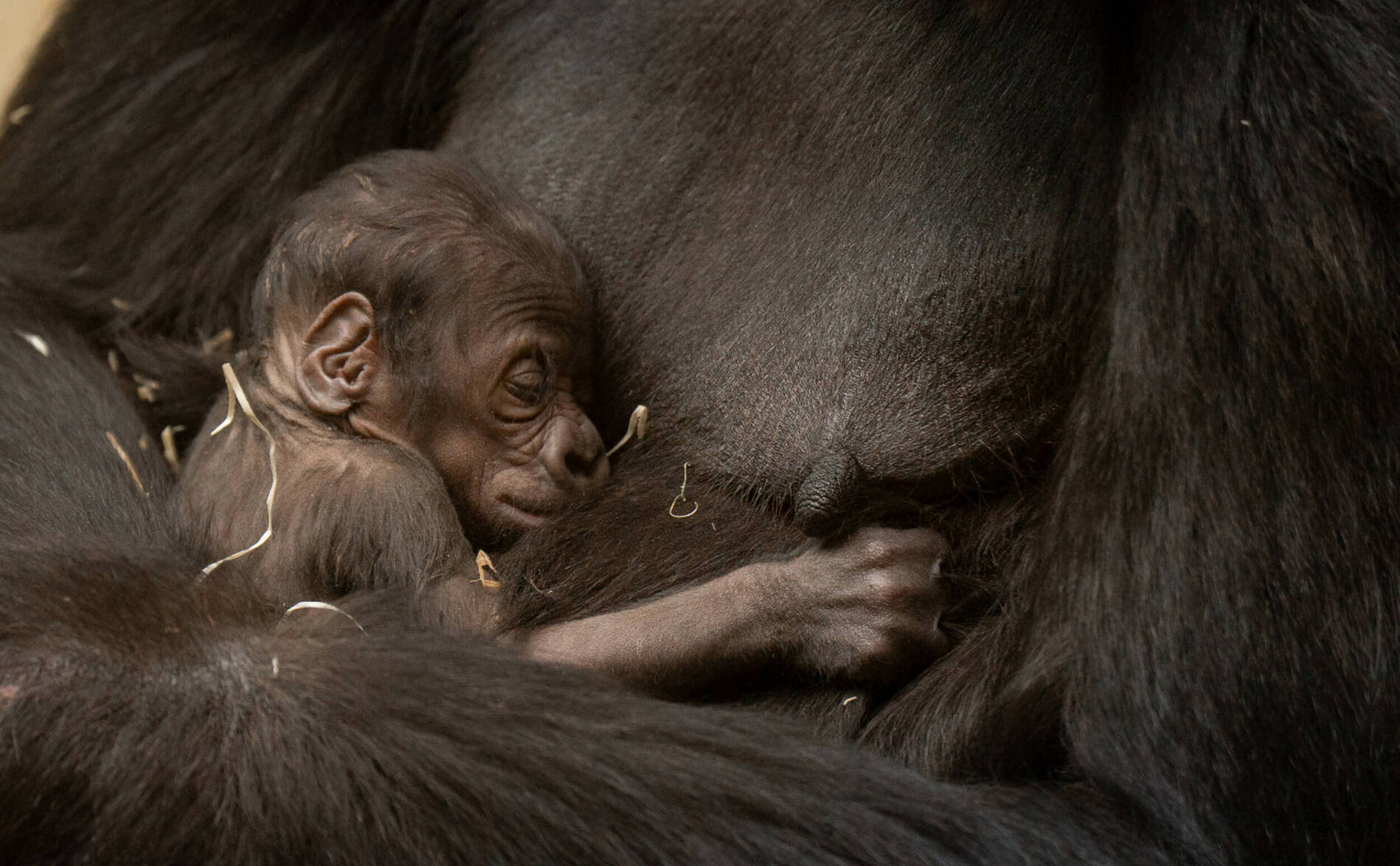 Naissance d'un bébé gorille au zoo de Zurich
