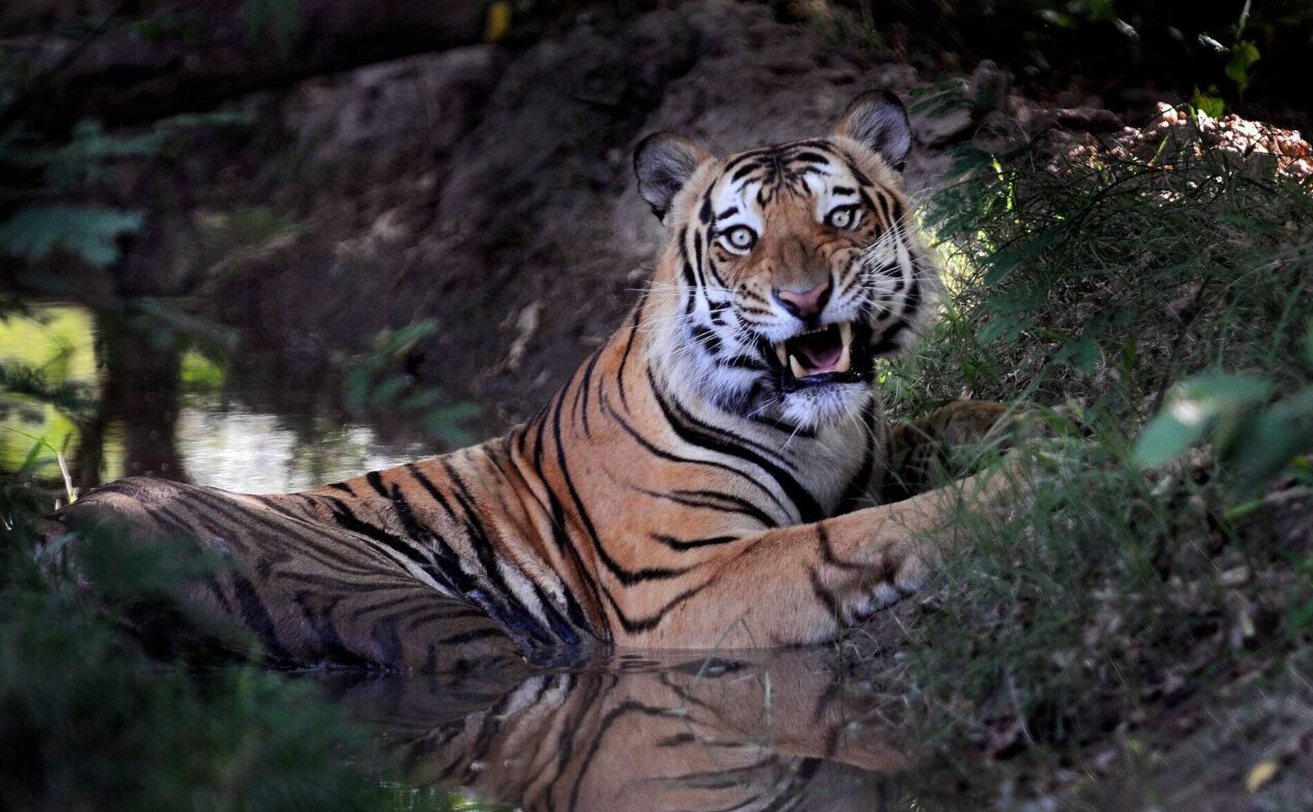 La population de tigres continue d'augmenter au Népal