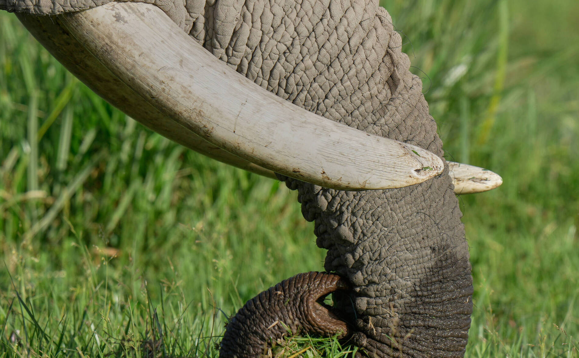 Kenya: le décès de 15 éléphants attribué à du cyanure