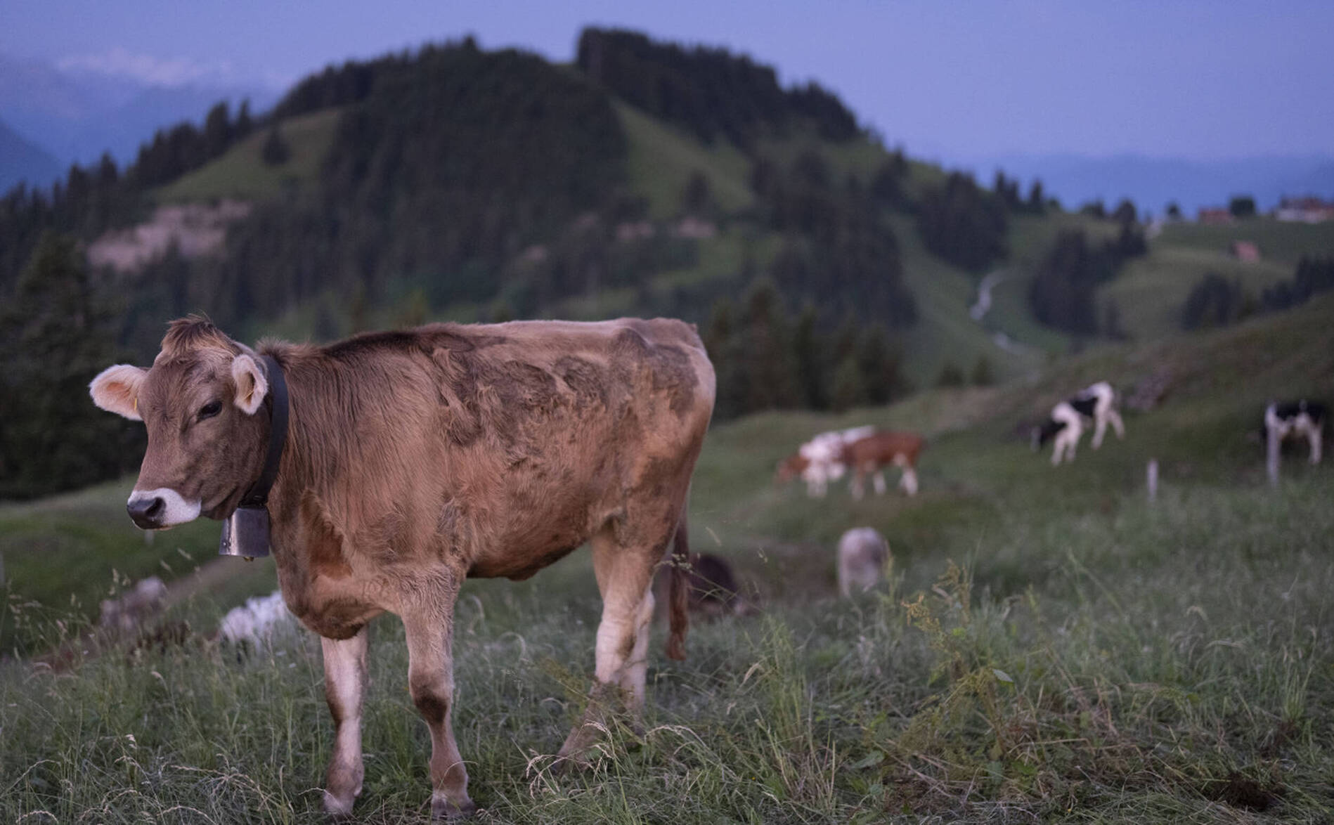 Un virus inconnu détecté chez des bovins dans le sud de l'Allemagne