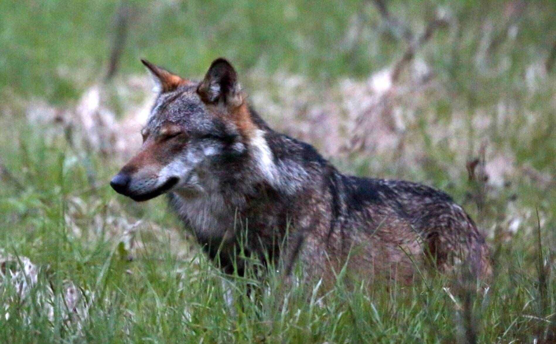 Les attaques de loups aux Grisons en net recul à fin juillet