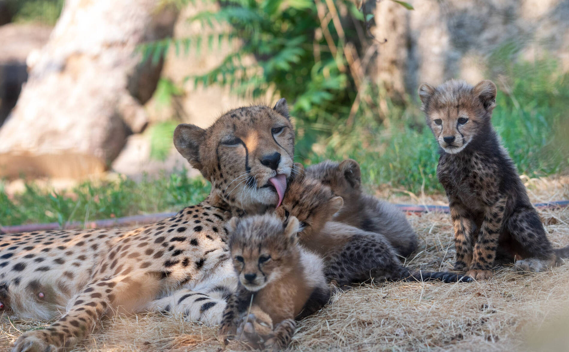 Naissance de sextuplés chez les guépards du zoo de Bâle