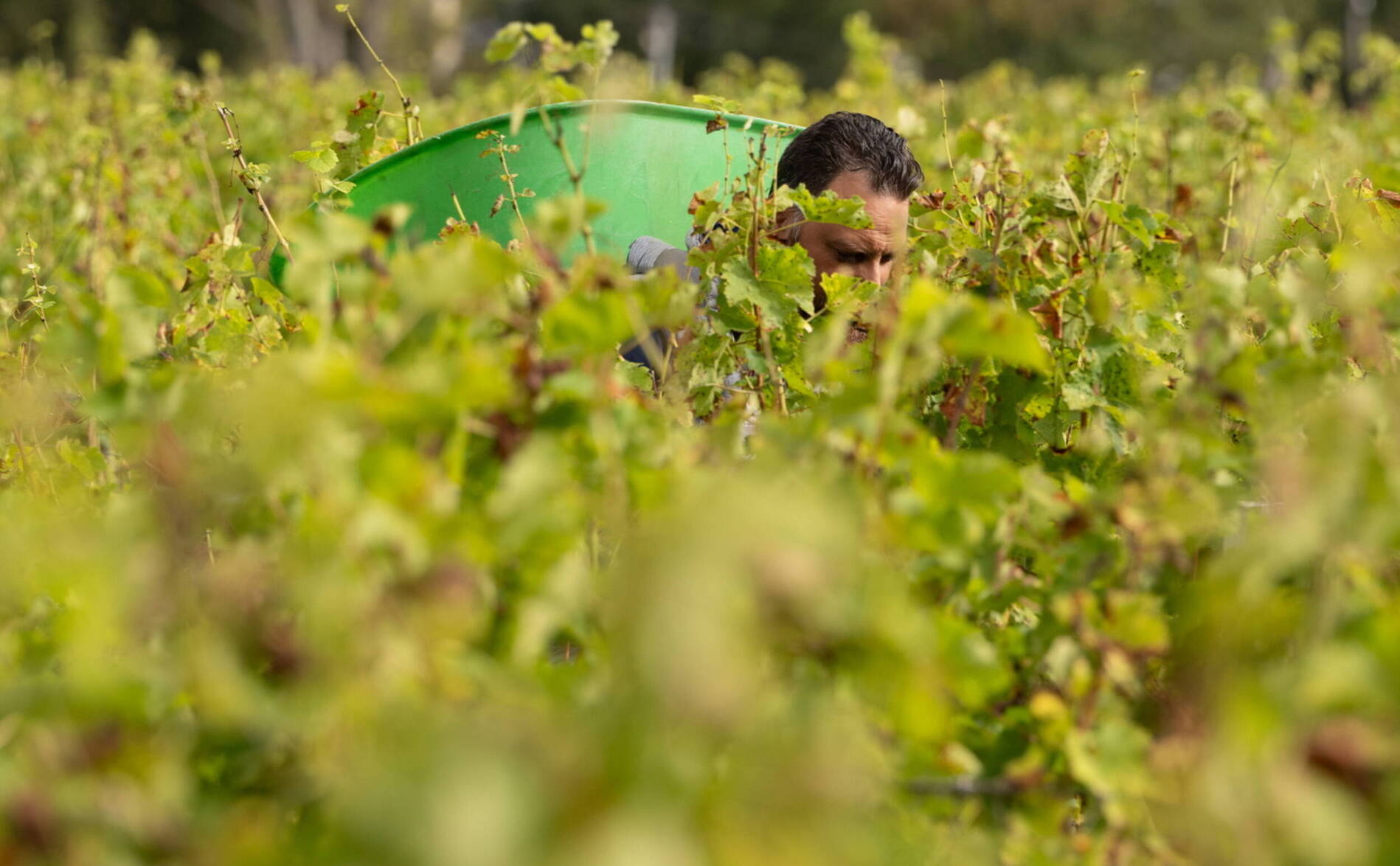 Vendanges 2026 à Bordeaux: une précocité « jamais connue »
