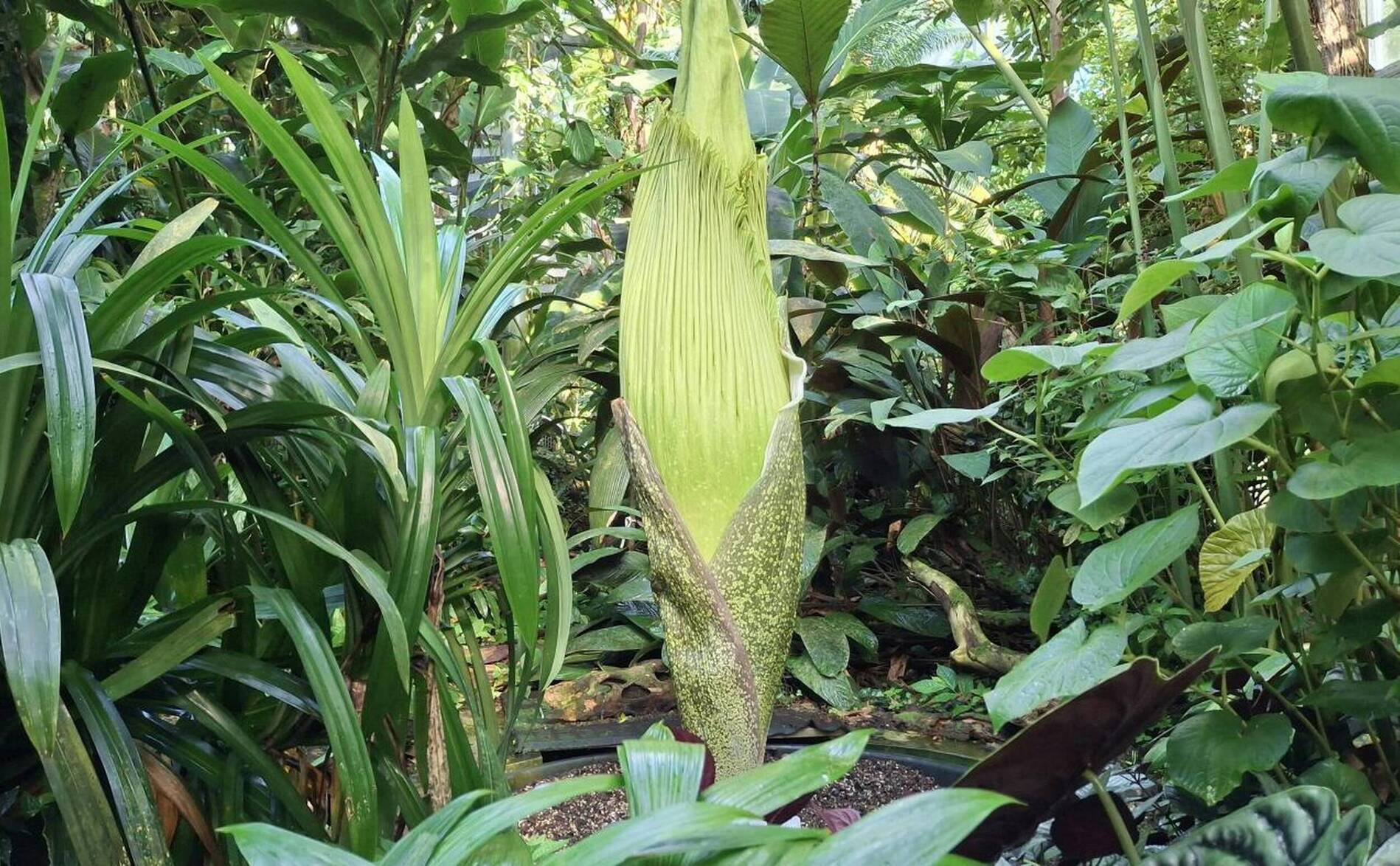 Un Arum titan sur le point de fleurir au jardin botanique de Bâle