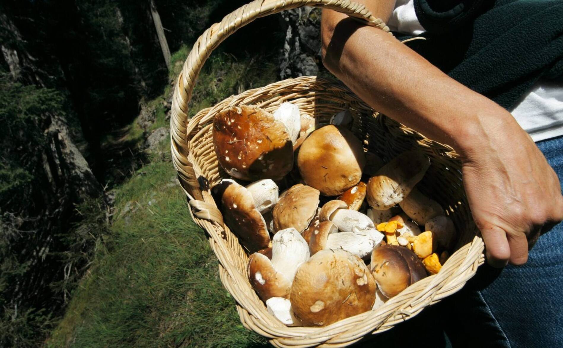 Champignons: plus de cueilleurs, mais moins de points de contrôle