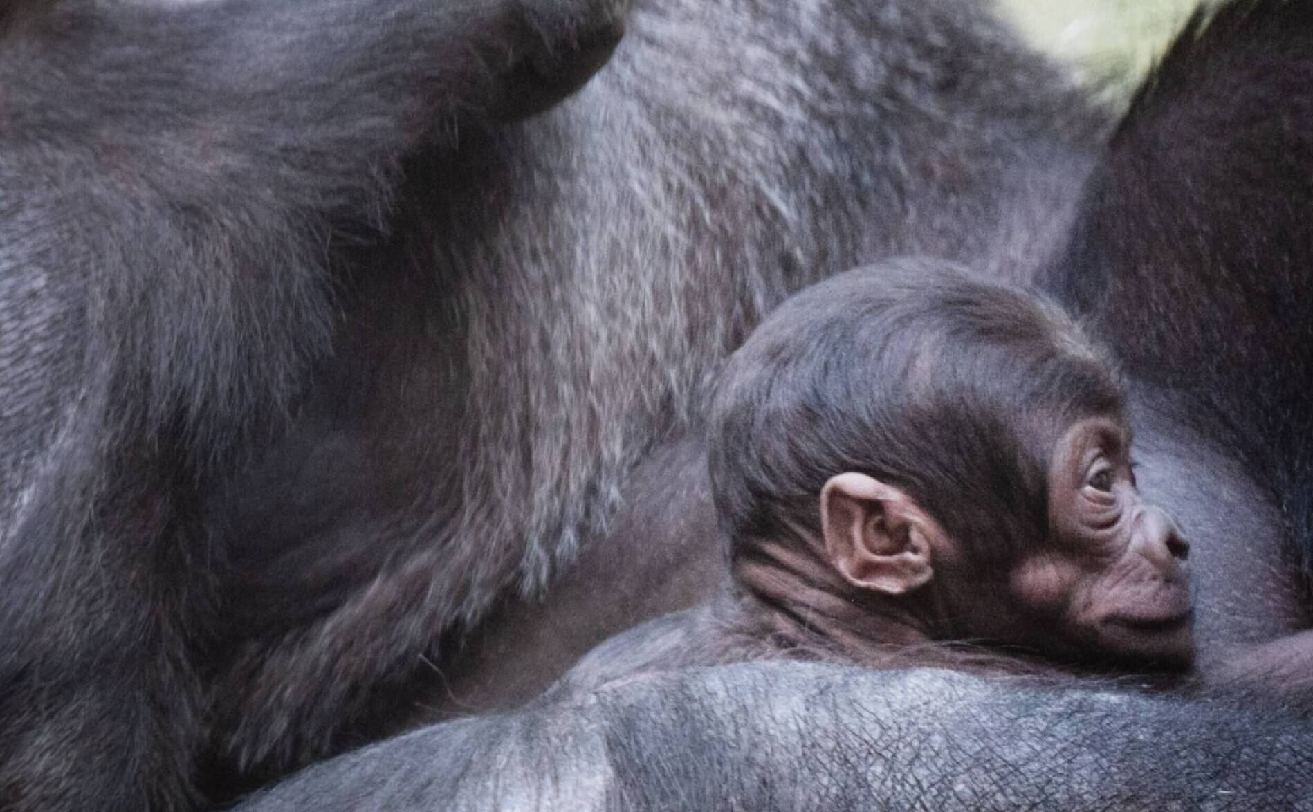Naissance parmi les gorilles du zoo de Bâle, après deux décès