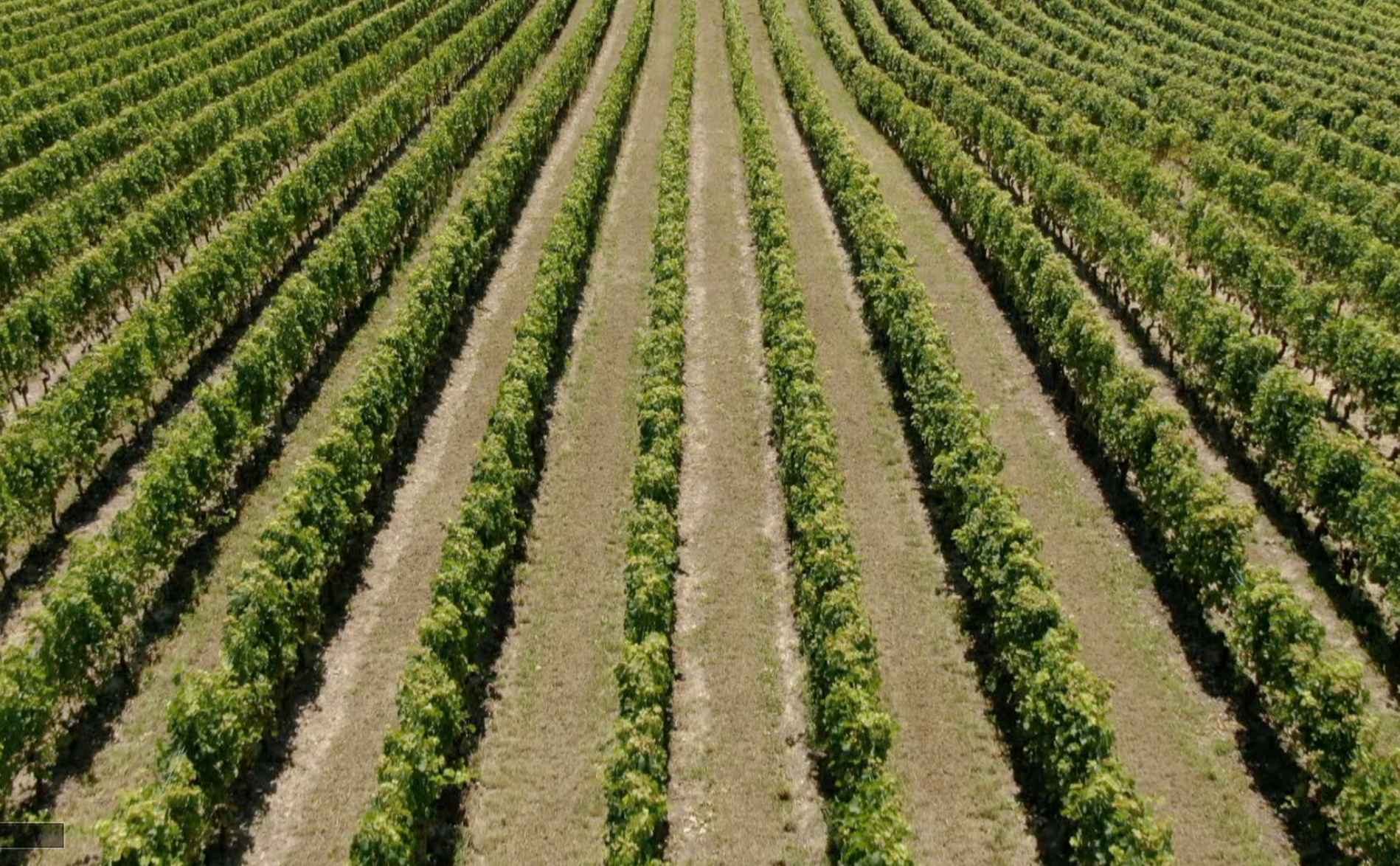 À quoi ressembleront les vins genevois dans 70 ans ?